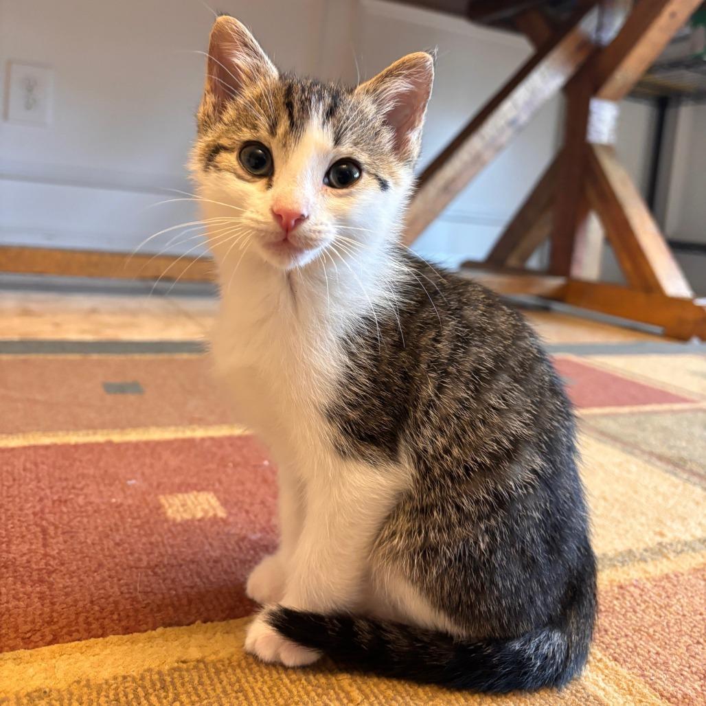 Cayenne — thumbnail 2