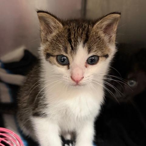 Cayenne — thumbnail 3