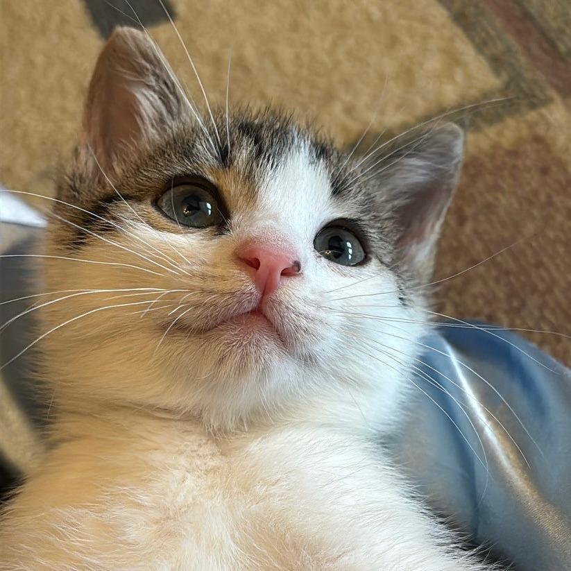 Cayenne — thumbnail 4