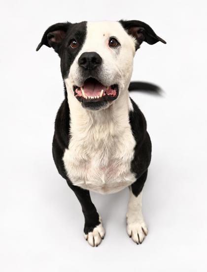 Enlarge Boscoe Joe~FULLY SPONSORED!!, a Adoptable mixed breed in Bowling Green, KY image 1/3