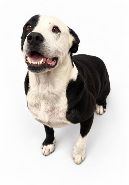 Enlarge Boscoe Joe~FULLY SPONSORED!!, a Adoptable mixed breed in Bowling Green, KY image 2/3