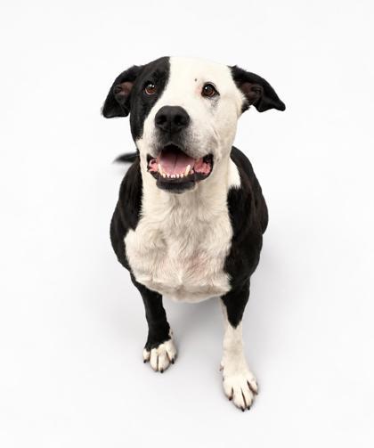 Enlarge Boscoe Joe~FULLY SPONSORED!!, a Adoptable mixed breed in Bowling Green, KY image 3/3