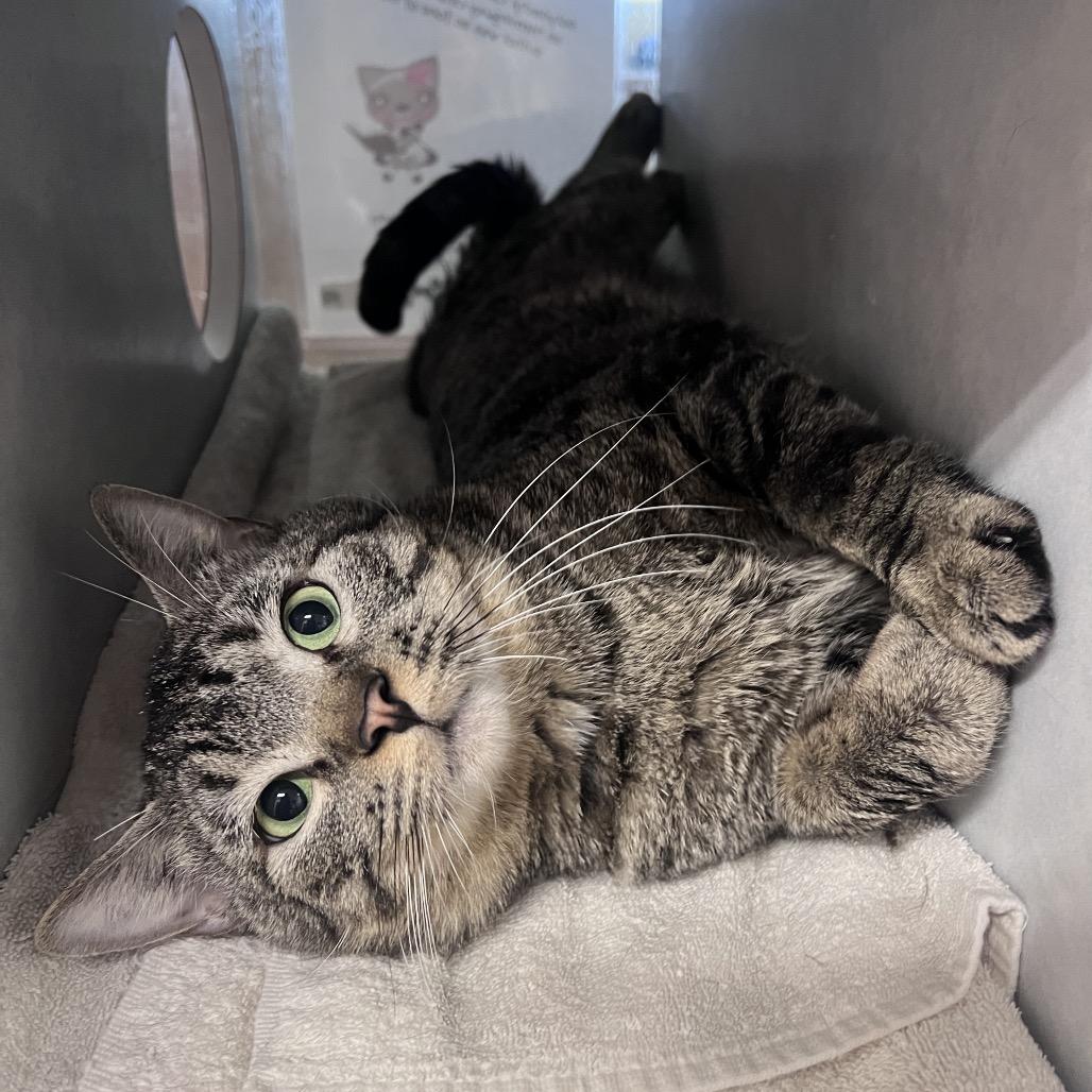 Acadia, Adoptable, Adult Male Domestic Short Hair.