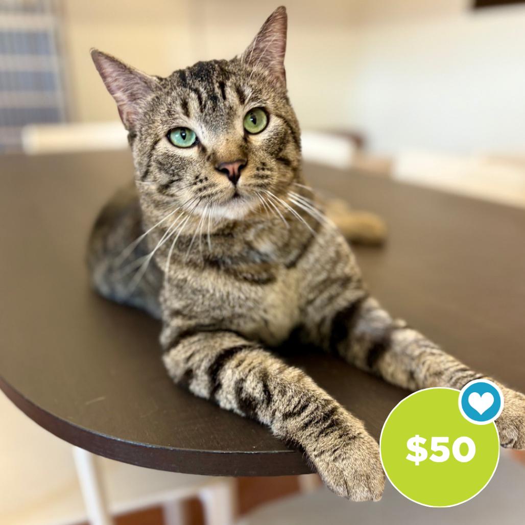 Enlarge Acadia, a Adoptable Domestic Short Hair in Glenwood Springs, CO image 2/6