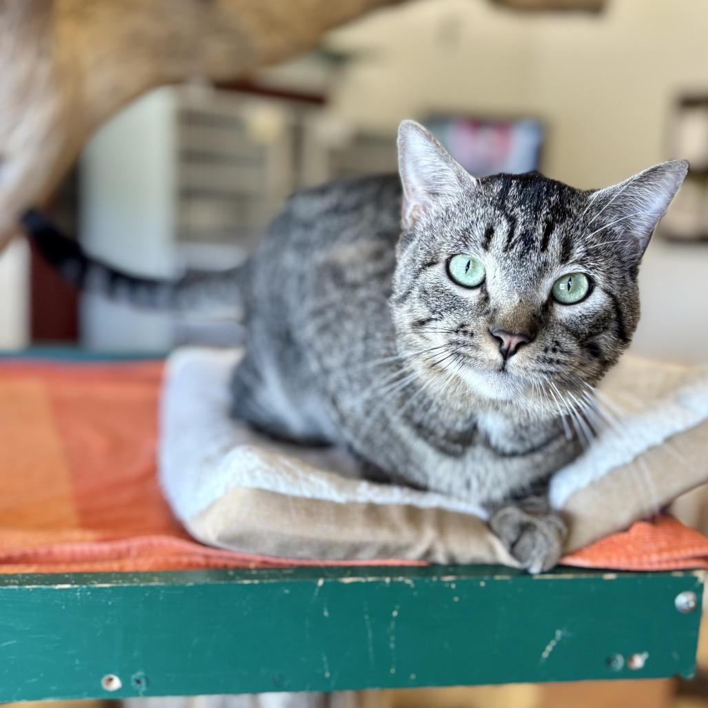Enlarge Acadia, a Adoptable Domestic Short Hair in Glenwood Springs, CO image 3/6