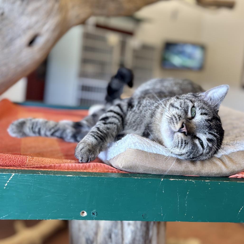 Enlarge Acadia, a Adoptable Domestic Short Hair in Glenwood Springs, CO image 4/6
