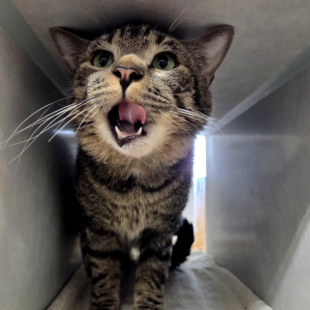 Enlarge Acadia, a Adoptable Domestic Short Hair in Glenwood Springs, CO image 5/6