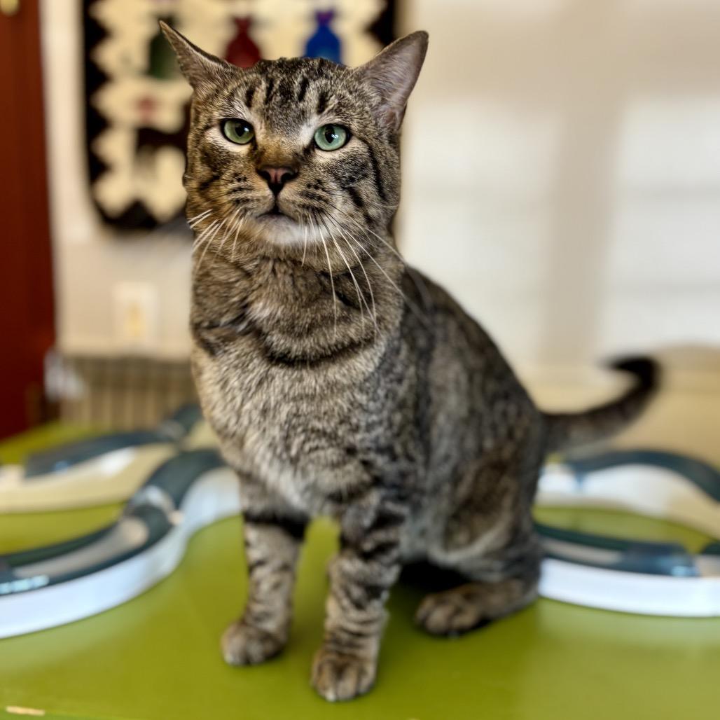 Enlarge Acadia, a Adoptable Domestic Short Hair in Glenwood Springs, CO image 6/6