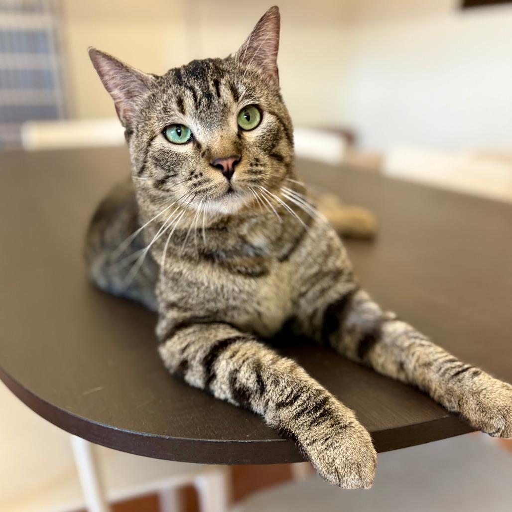 Enlarge Acadia, a Adoptable Domestic Short Hair in Glenwood Springs, CO image 5/6