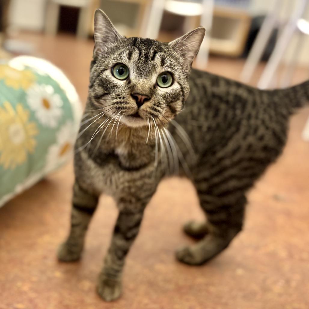 Enlarge Acadia, a Adoptable Domestic Short Hair in Glenwood Springs, CO image 6/6