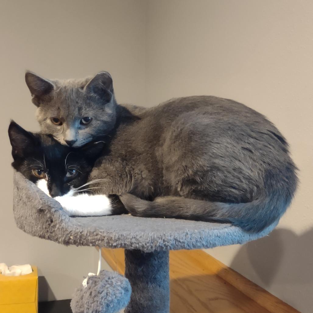 Enlarge Grey, a Adoptable Domestic Short Hair in Madison, WI image 1/6