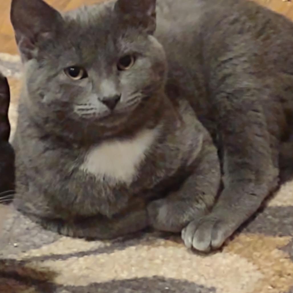 Enlarge Grey, a Adoptable Domestic Short Hair in Madison, WI image 2/6