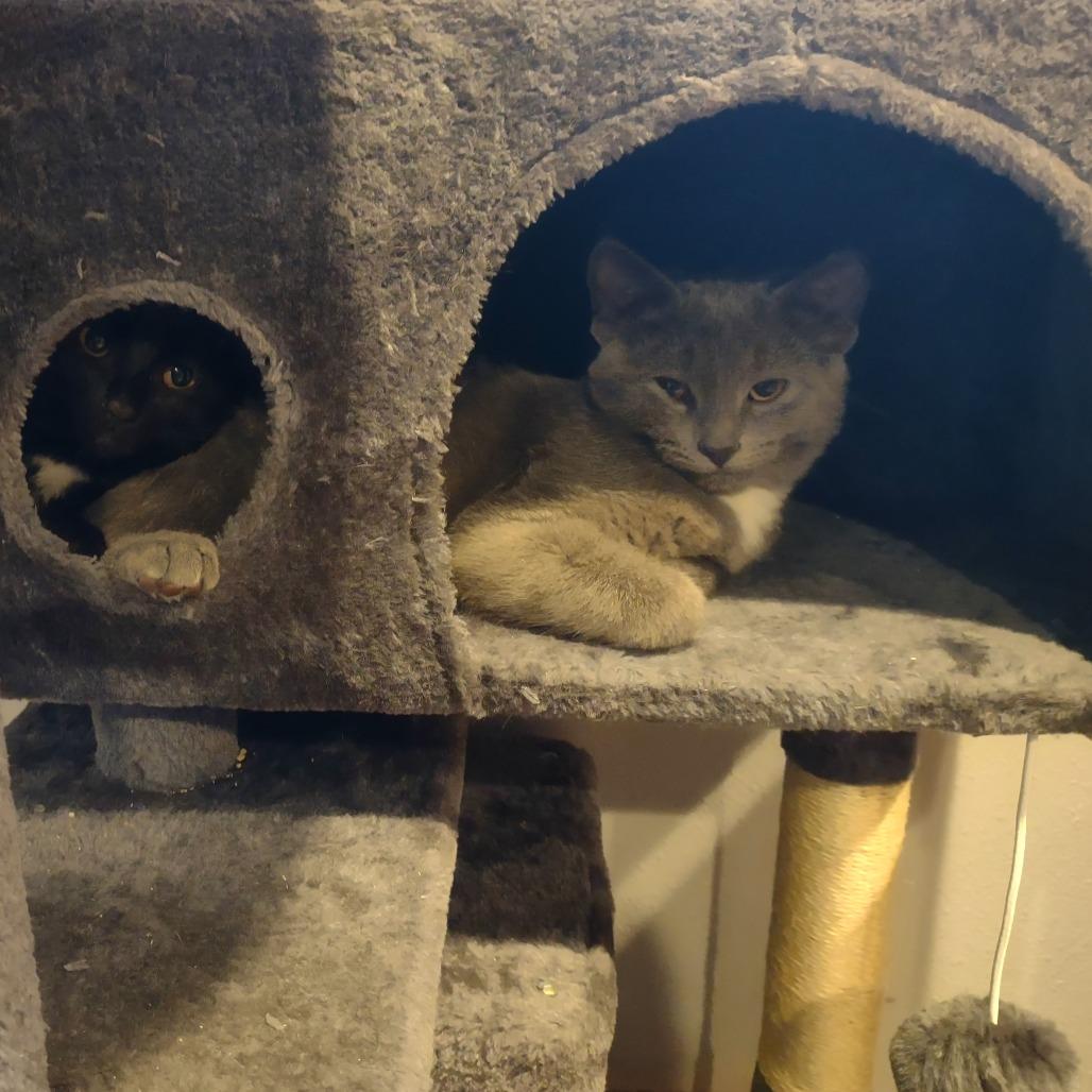 Enlarge Grey, a Adoptable Domestic Short Hair in Madison, WI image 3/6