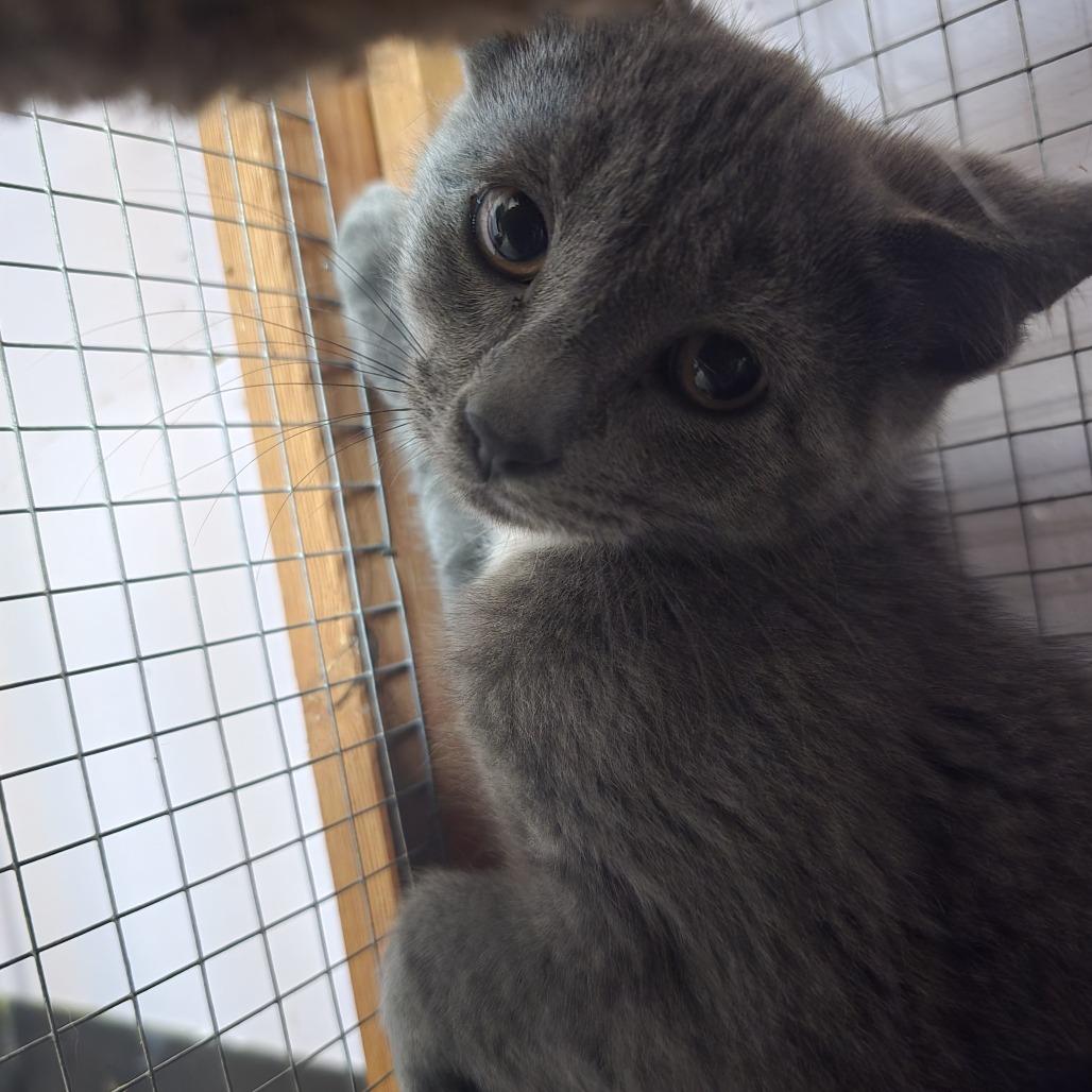 Enlarge Grey, a Adoptable Domestic Short Hair in Madison, WI image 4/6