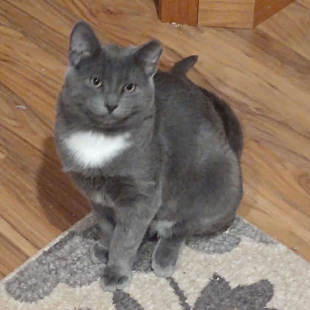 Enlarge Grey, a Adoptable Domestic Short Hair in Madison, WI image 5/6