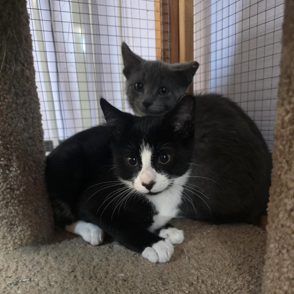 Enlarge Grey, a Adoptable Domestic Short Hair in Madison, WI image 6/6