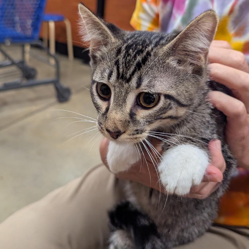 Enlarge Danny, a Adoptable Domestic Short Hair in Columbia, MO image 4/4