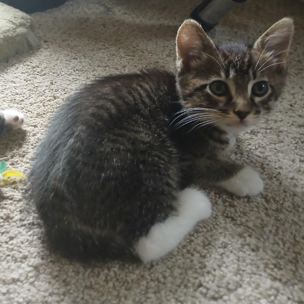 Danny, Adoptable, Kitten Male Domestic Short Hair.