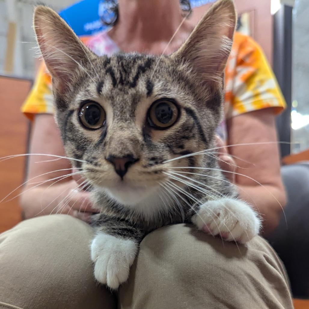 Enlarge Danny, a Adoptable Domestic Short Hair in Columbia, MO image 3/4