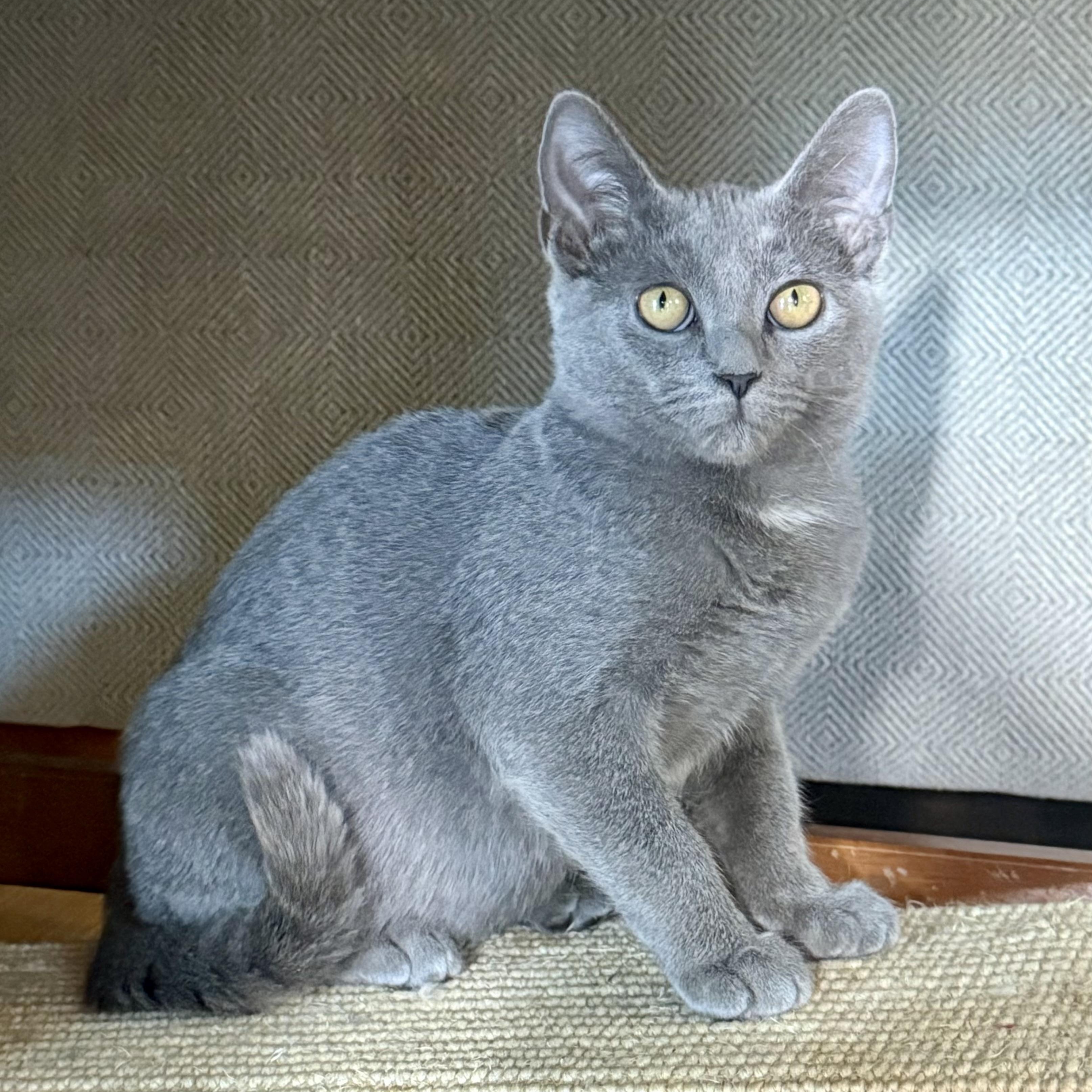 Enlarge Howard, an adoptable Russian Blue in Memphis, TN image 2/6