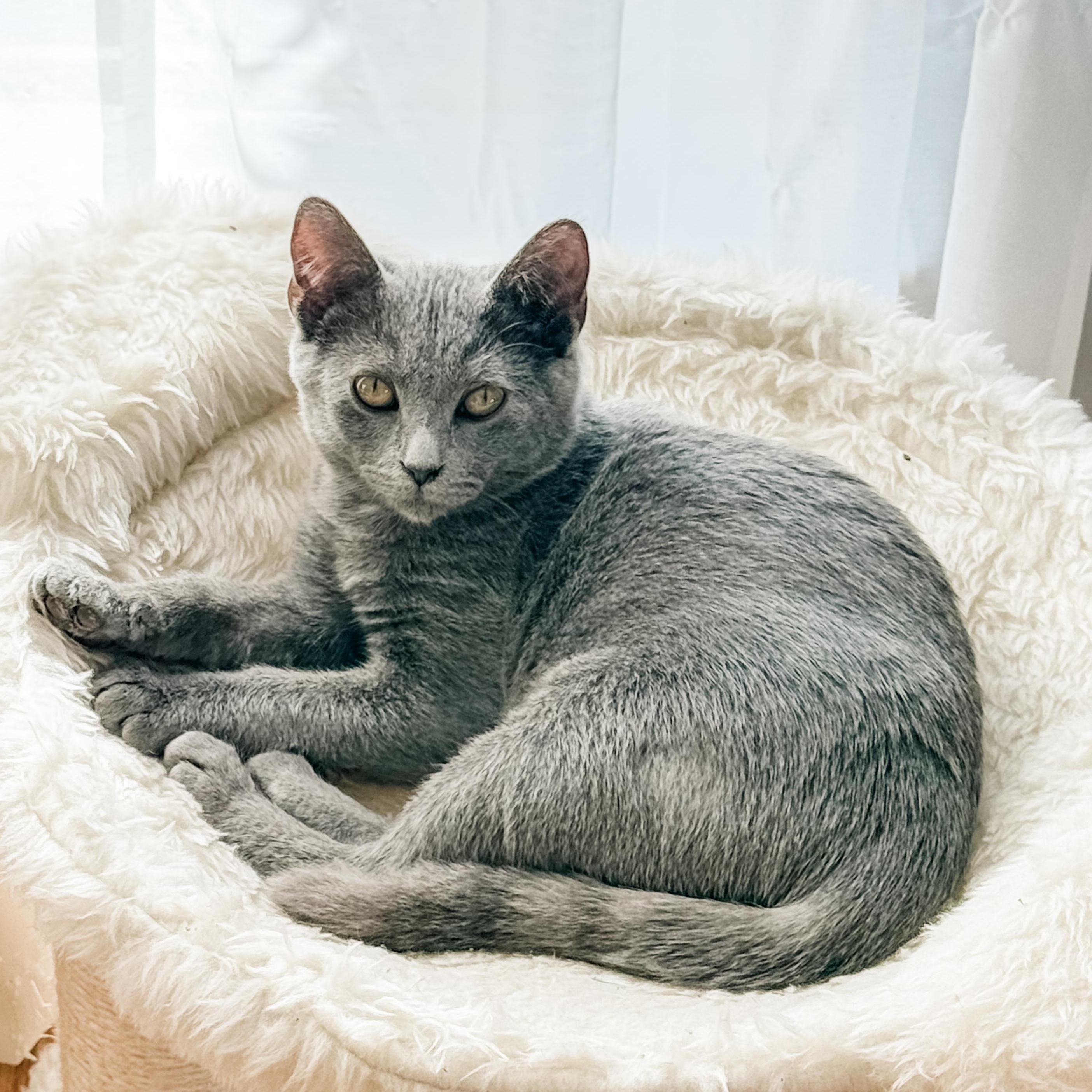 Enlarge Howard, an adoptable Russian Blue in Memphis, TN image 1/6