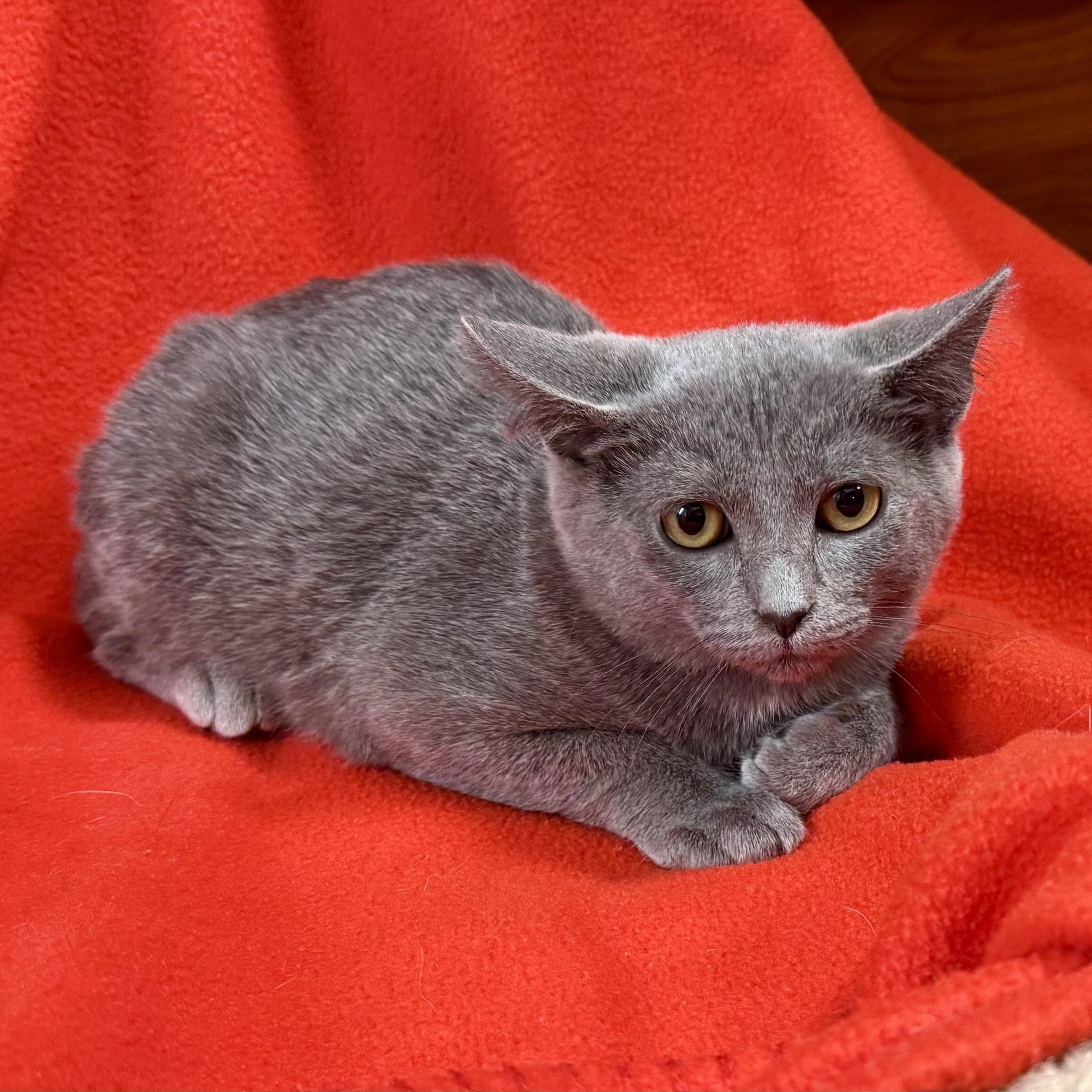 Enlarge Howard, an adoptable Russian Blue in Memphis, TN image 3/6
