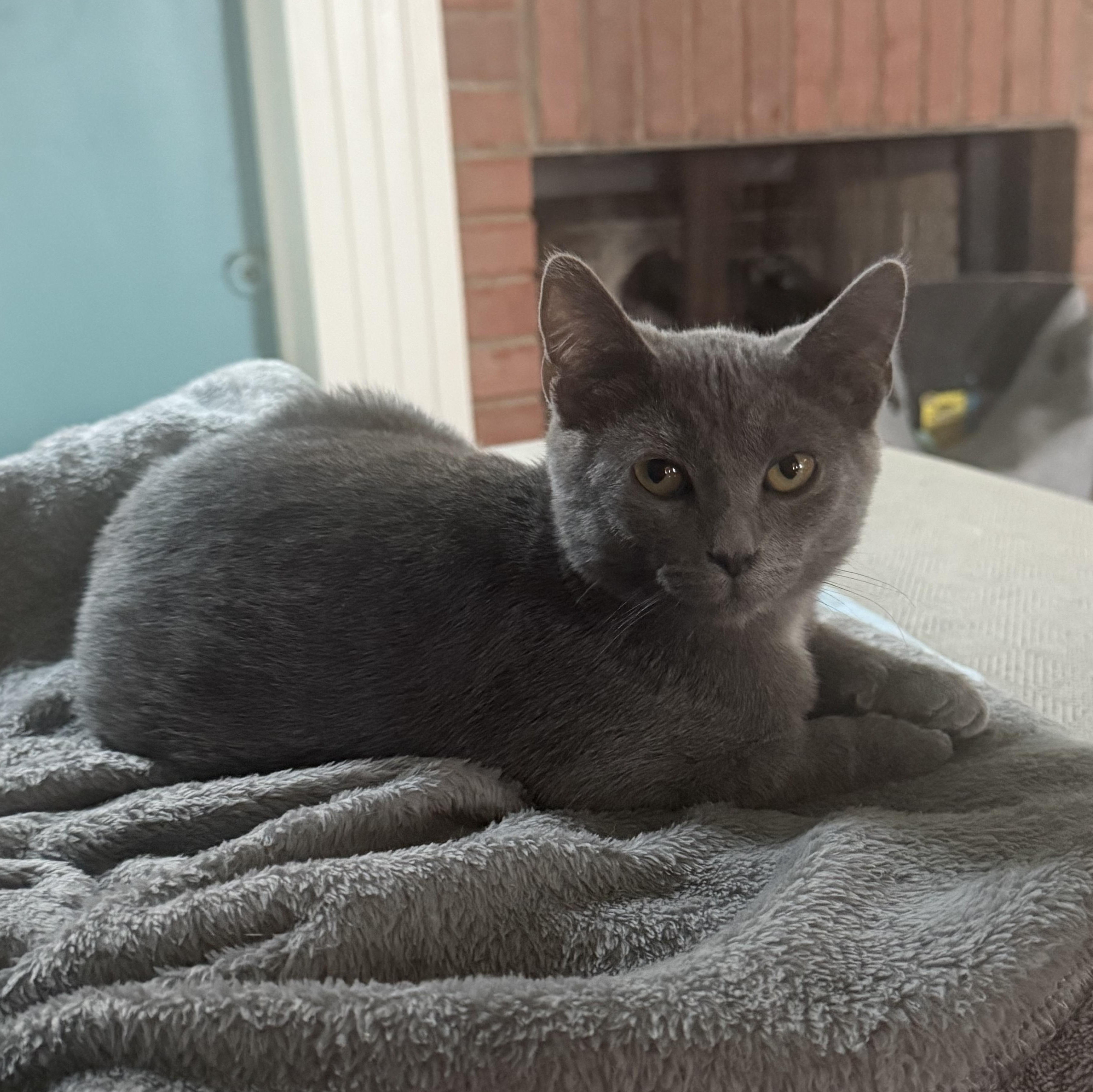 Enlarge Howard, an adoptable Russian Blue in Memphis, TN image 4/6