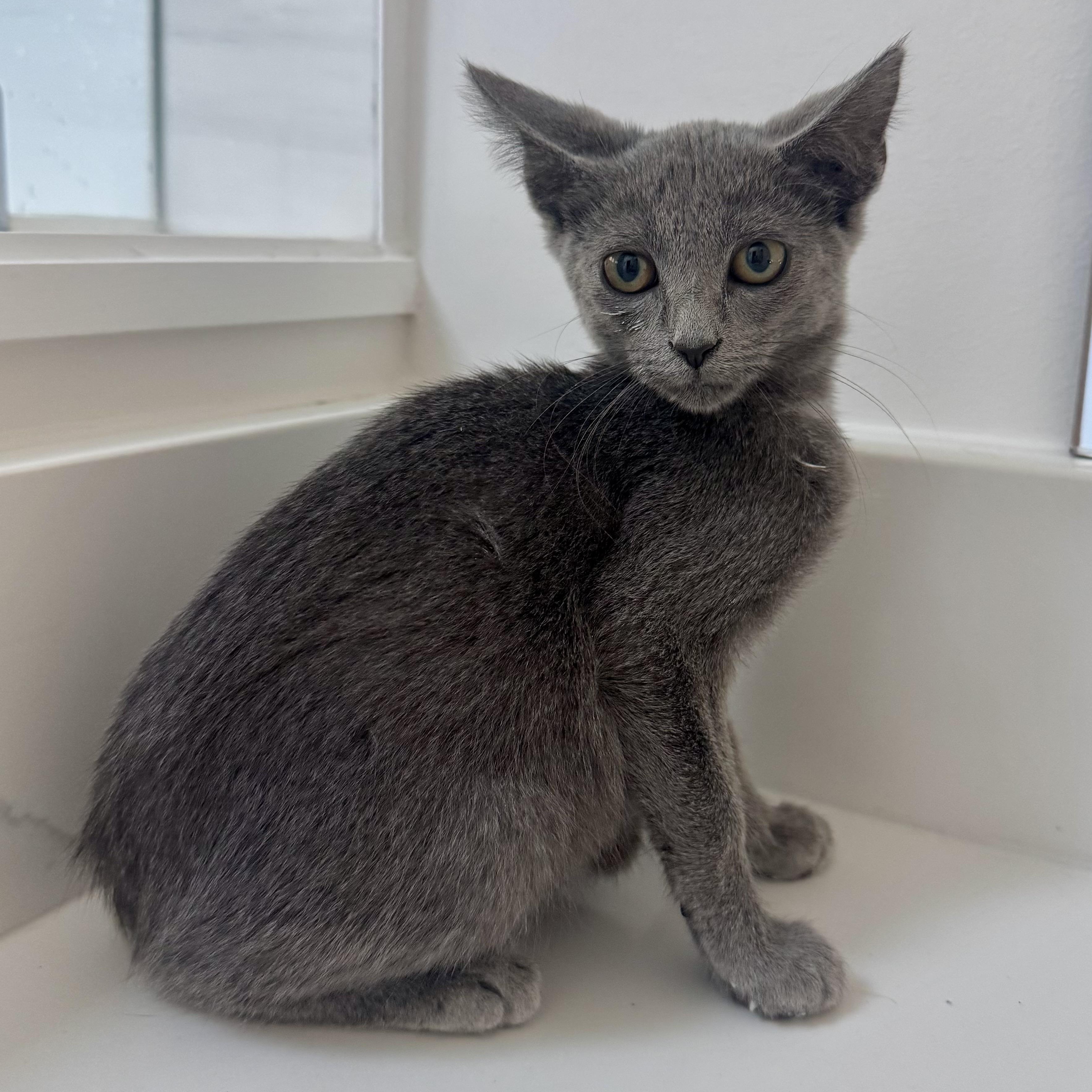 Enlarge Howard, an adoptable Russian Blue in Memphis, TN image 6/6