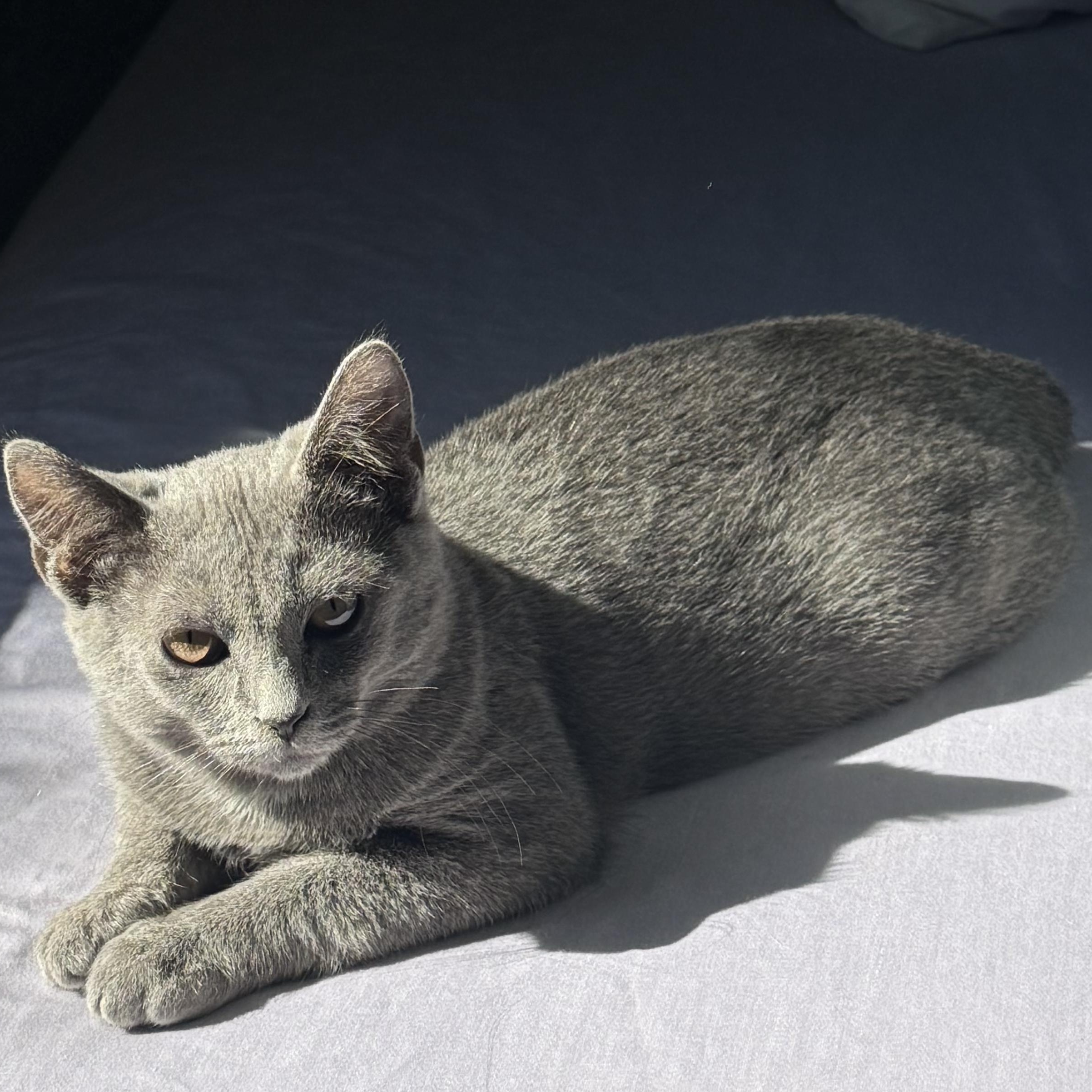 Enlarge Howard, an adoptable Russian Blue in Memphis, TN image 5/6