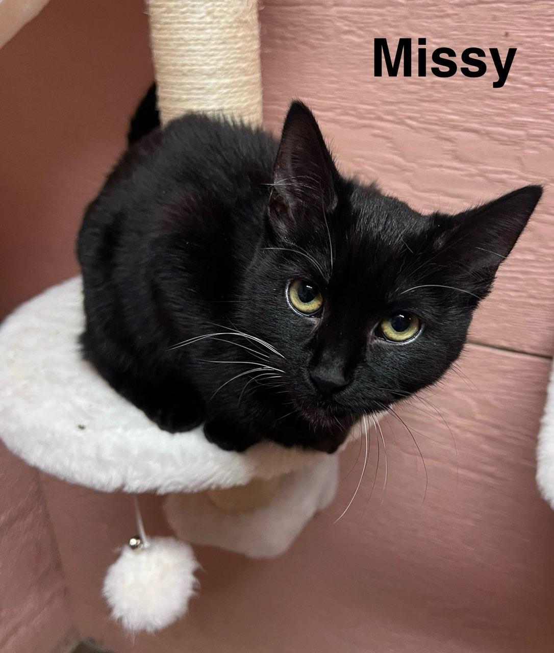 Missy, ADOPTABLE, Kitten Female Domestic Short Hair.