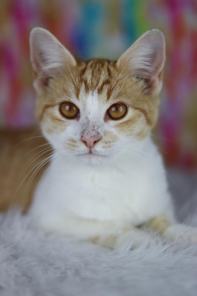 June, Adoptable, Kitten Female Domestic Short Hair.