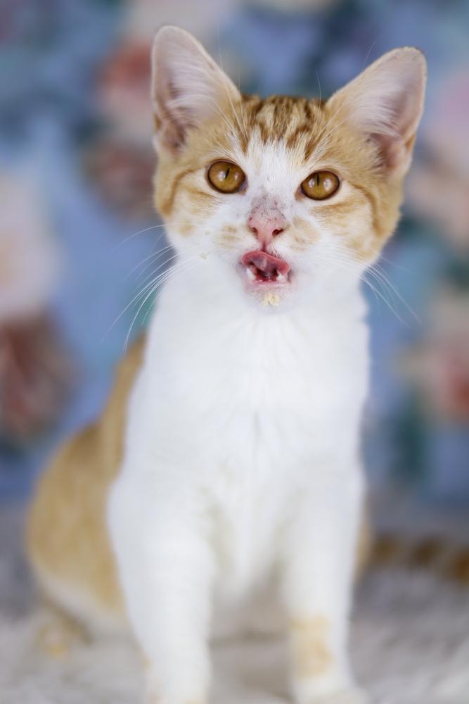 Enlarge June, a Adoptable Domestic Short Hair in Lewisburg, TN image 2/3