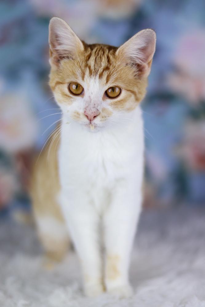 Enlarge June, a Adoptable Domestic Short Hair in Lewisburg, TN image 3/3