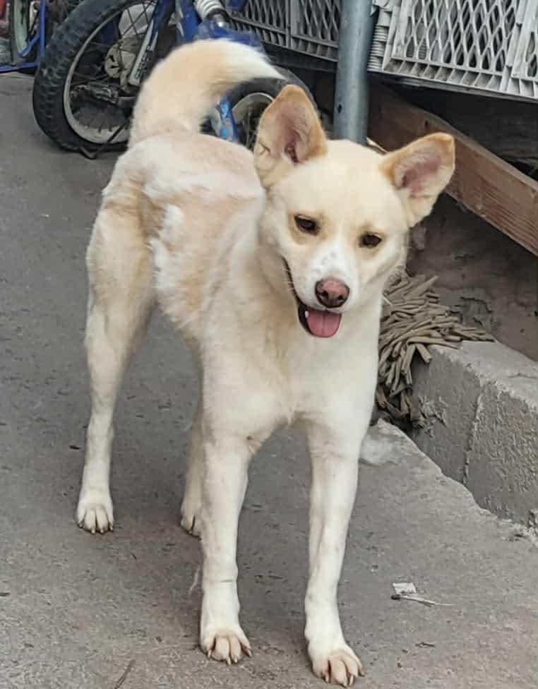 Tracy, Adoptable, Young Female Mixed Breed.