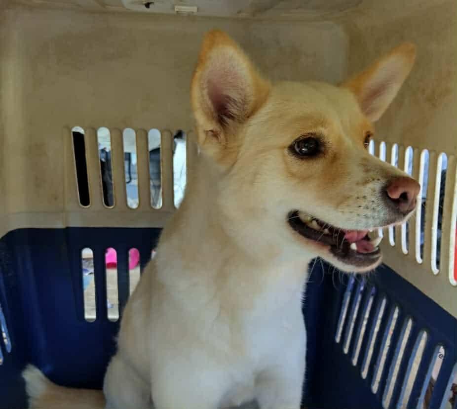 Enlarge Tracy, a Adoptable Mixed Breed in Puyallup, WA image 2/6