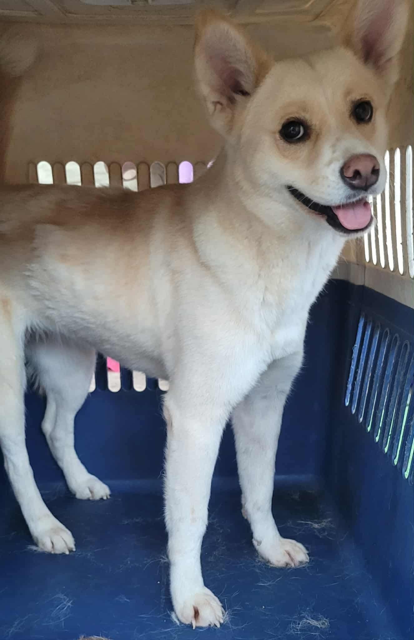 Enlarge Tracy, a Adoptable Mixed Breed in Puyallup, WA image 3/6