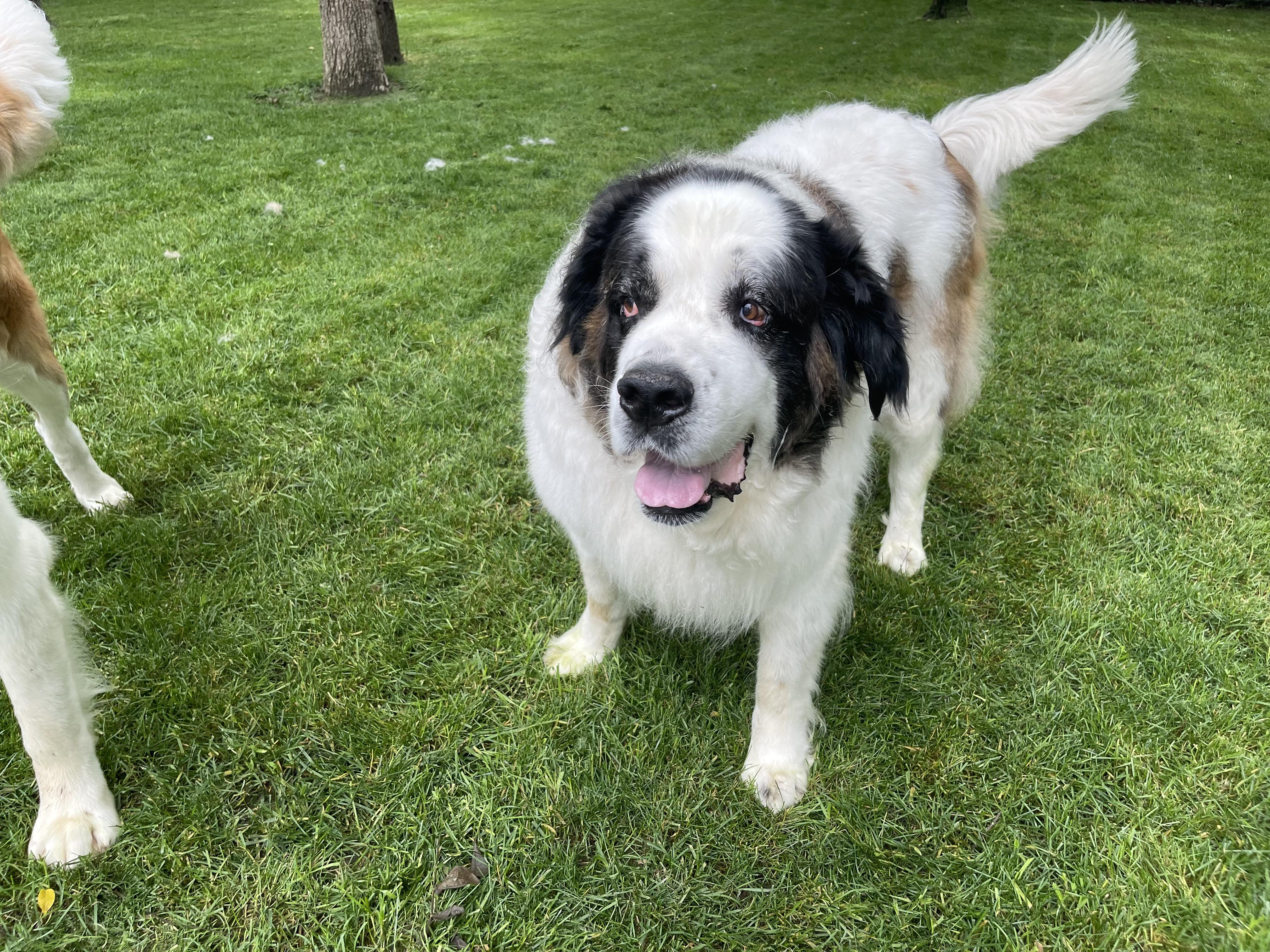Enlarge Havana, a ADOPTABLE Saint Bernard in Hindsboro, IL image 1/5