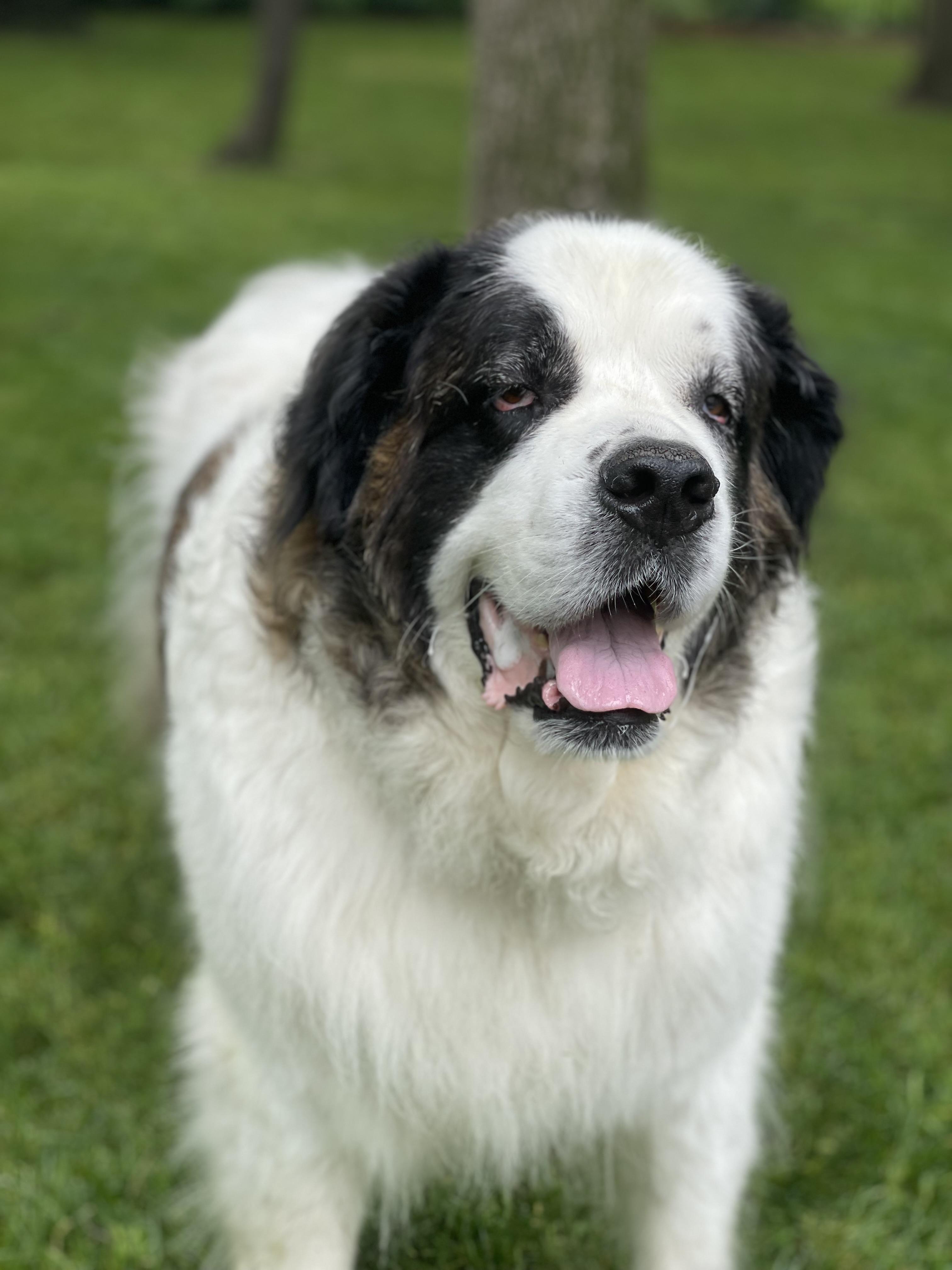 Havana, ADOPTABLE, Senior Female Saint Bernard.