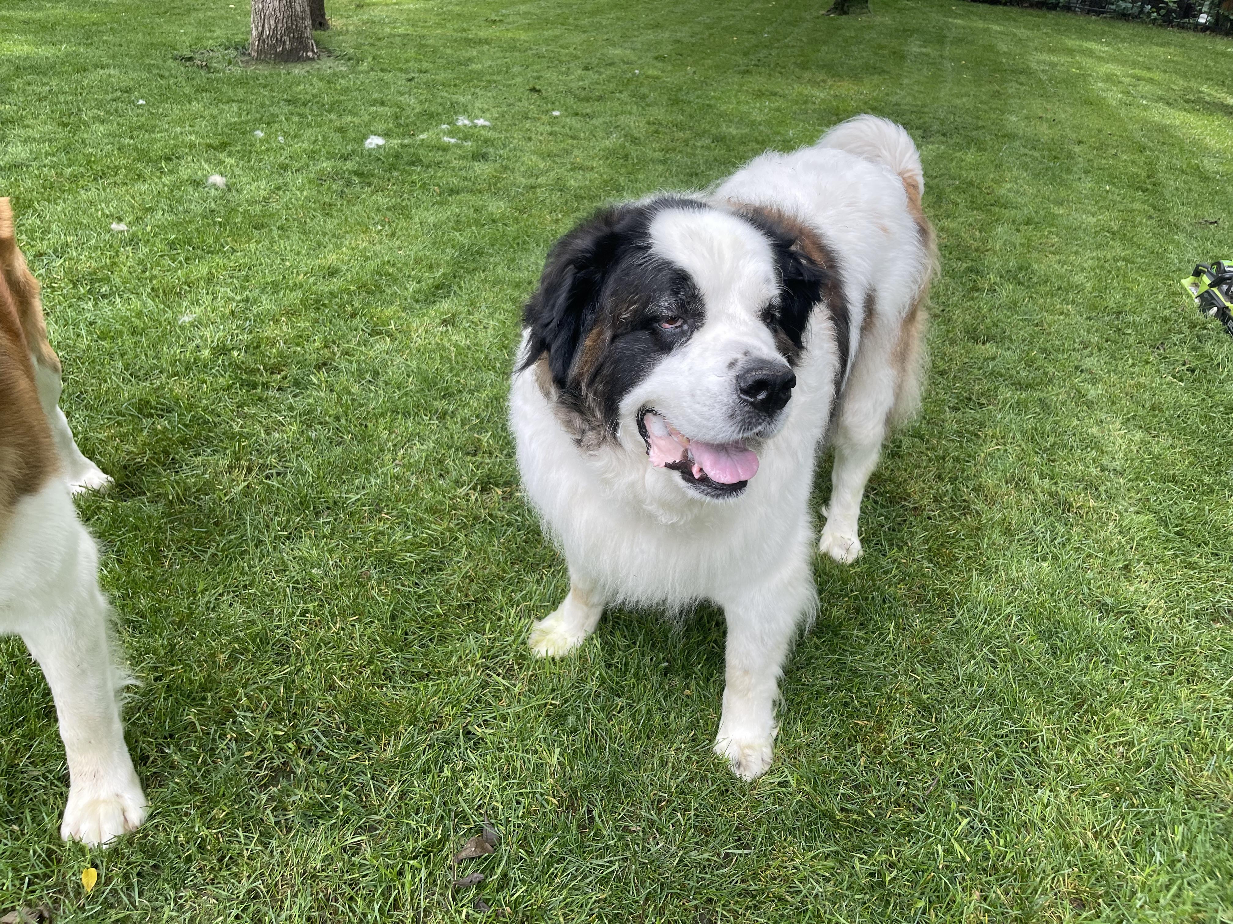 Enlarge Havana, a ADOPTABLE Saint Bernard in Hindsboro, IL image 3/5