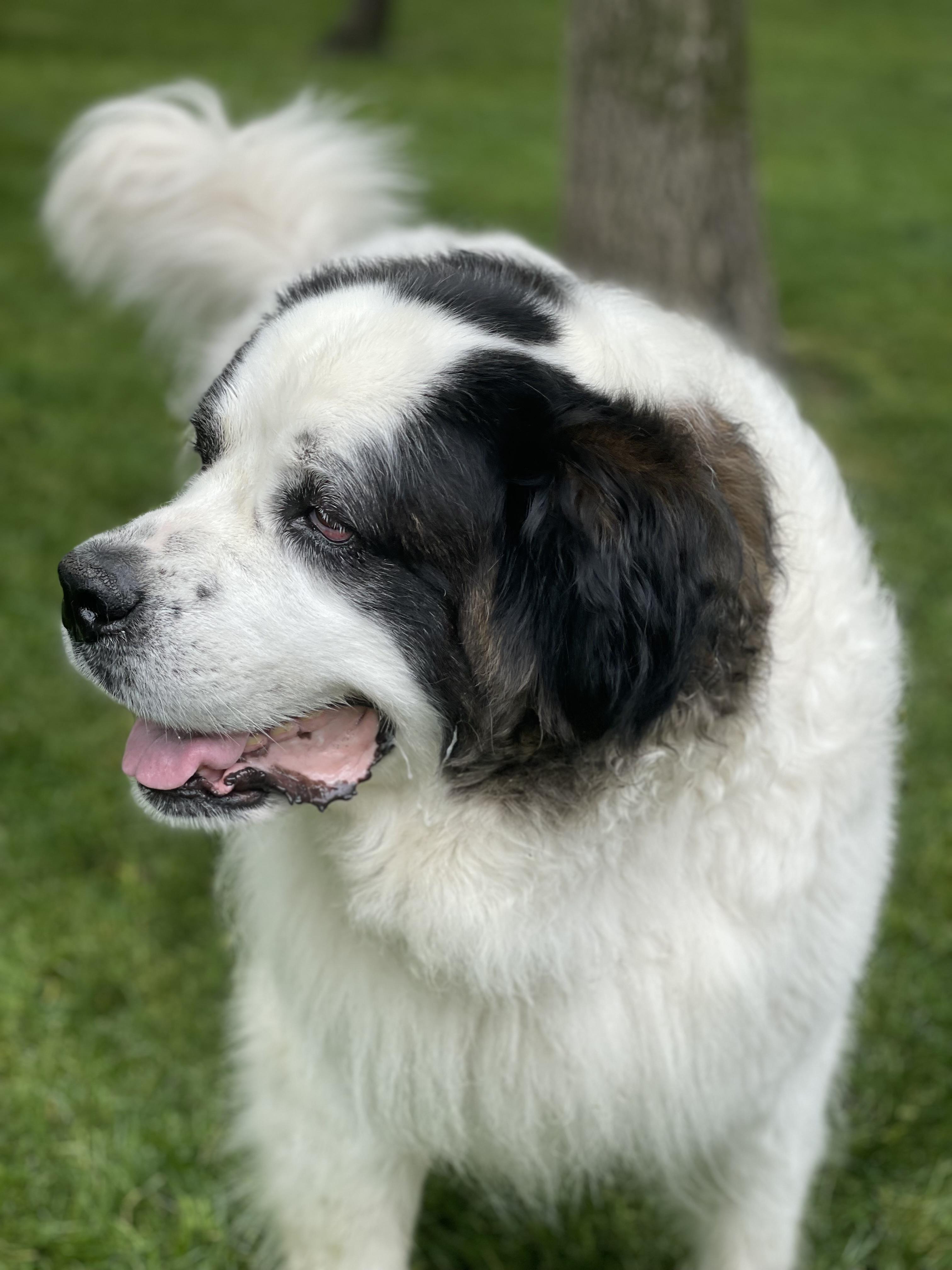 Enlarge Havana, a ADOPTABLE Saint Bernard in Hindsboro, IL image 4/5
