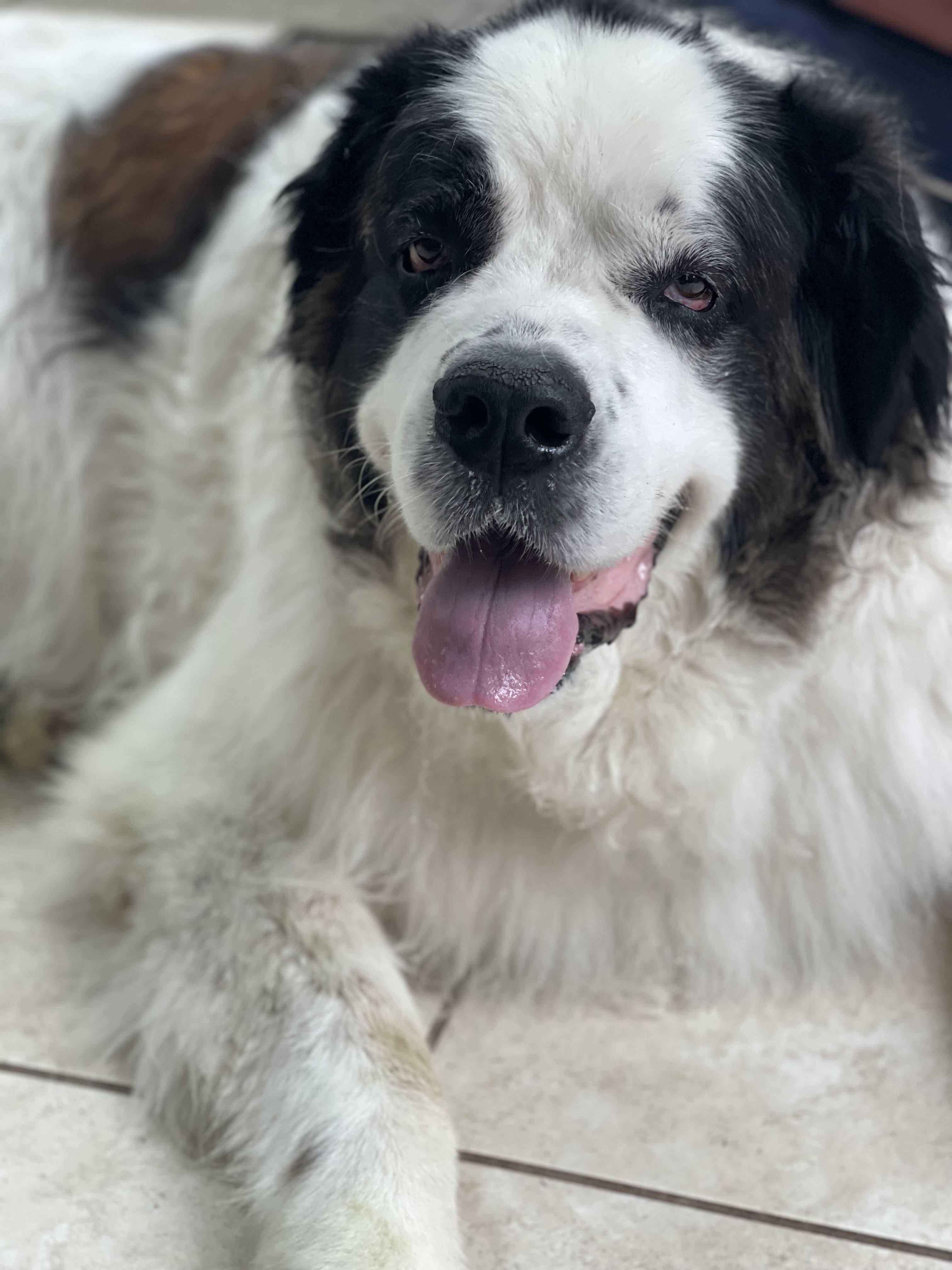 Enlarge Havana, a ADOPTABLE Saint Bernard in Hindsboro, IL image 5/5