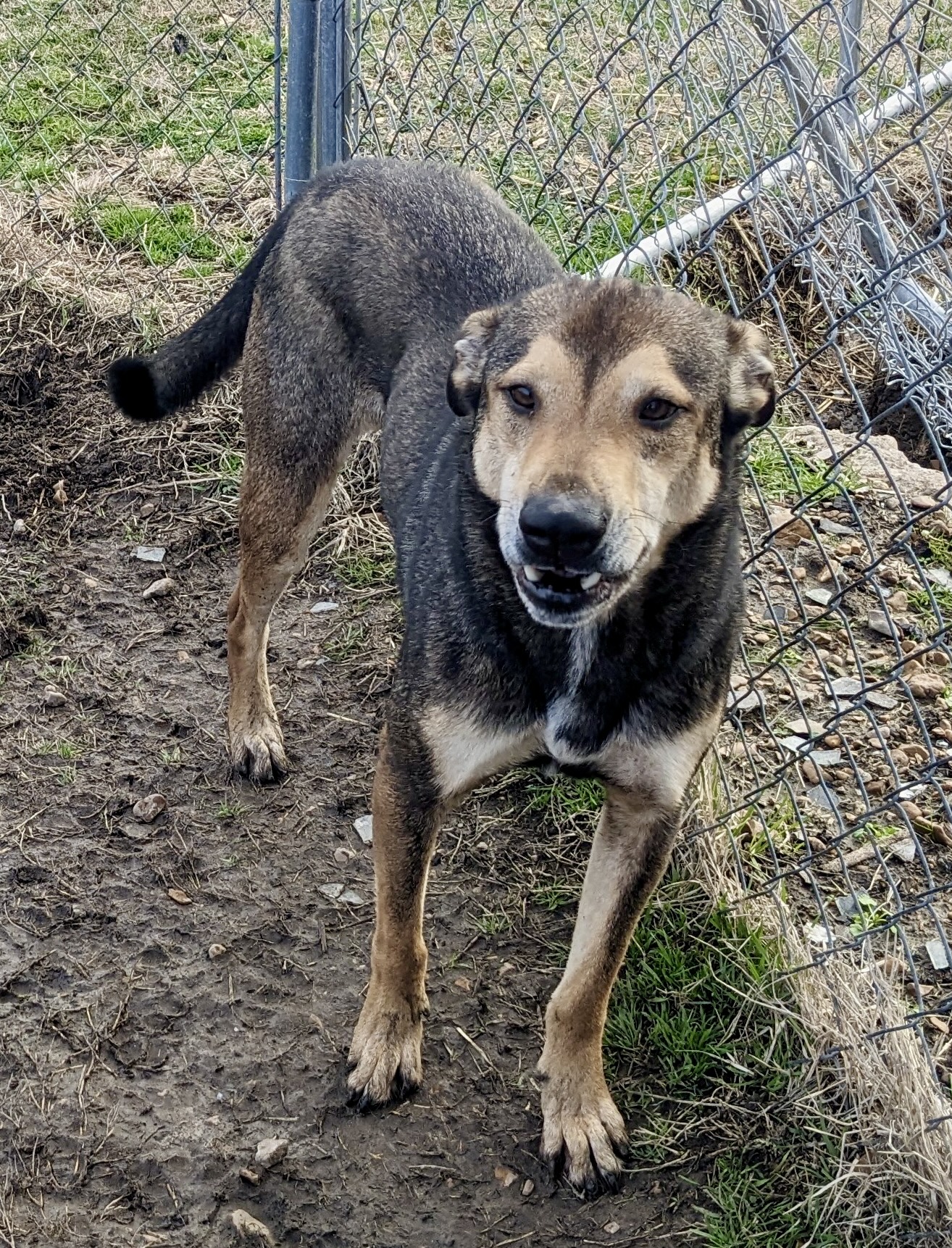 Enlarge Jackson Brown, a Adoptable mixed breed in Newport, AR image 1/6