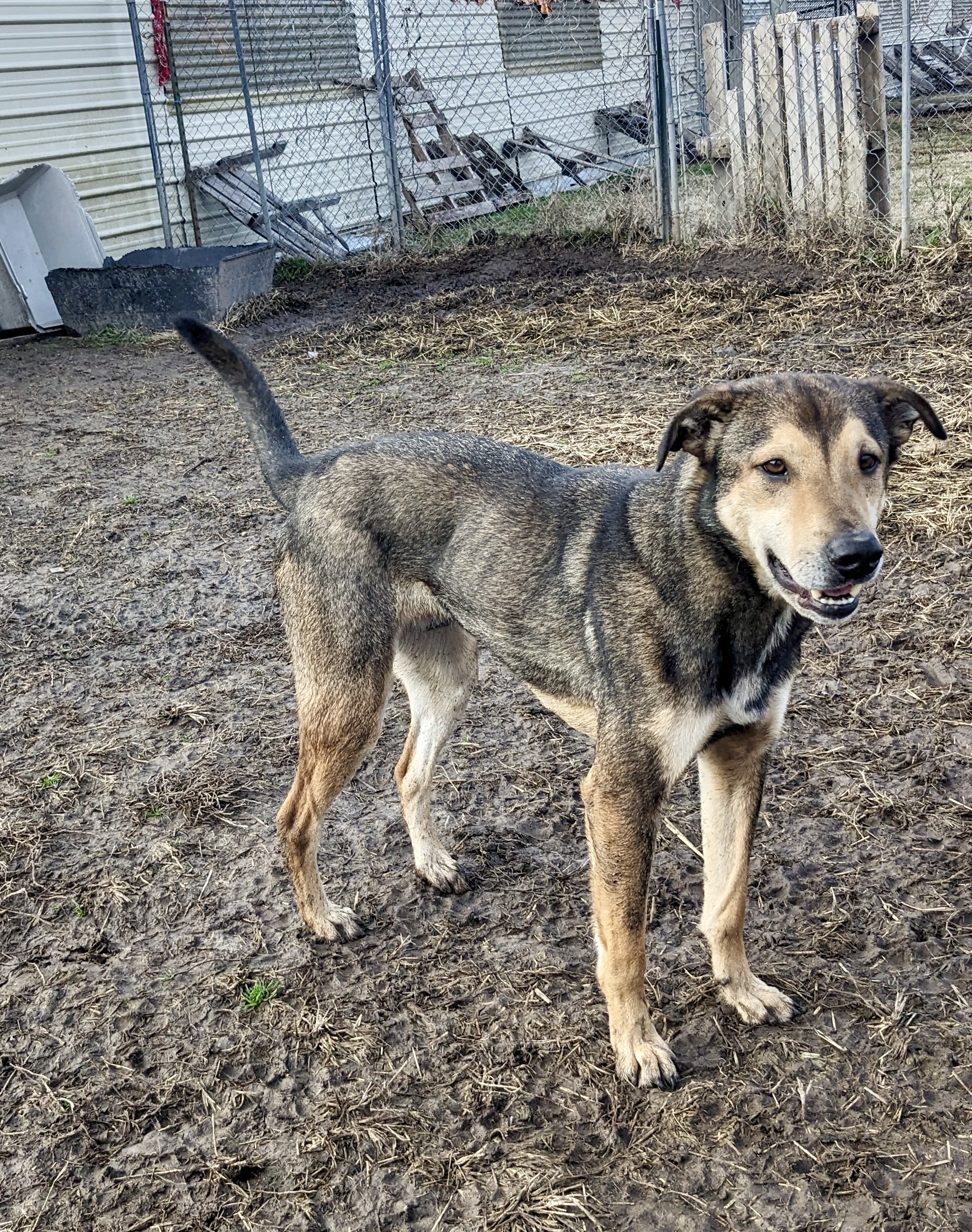 Enlarge Jackson Brown, a Adoptable mixed breed in Newport, AR image 2/6