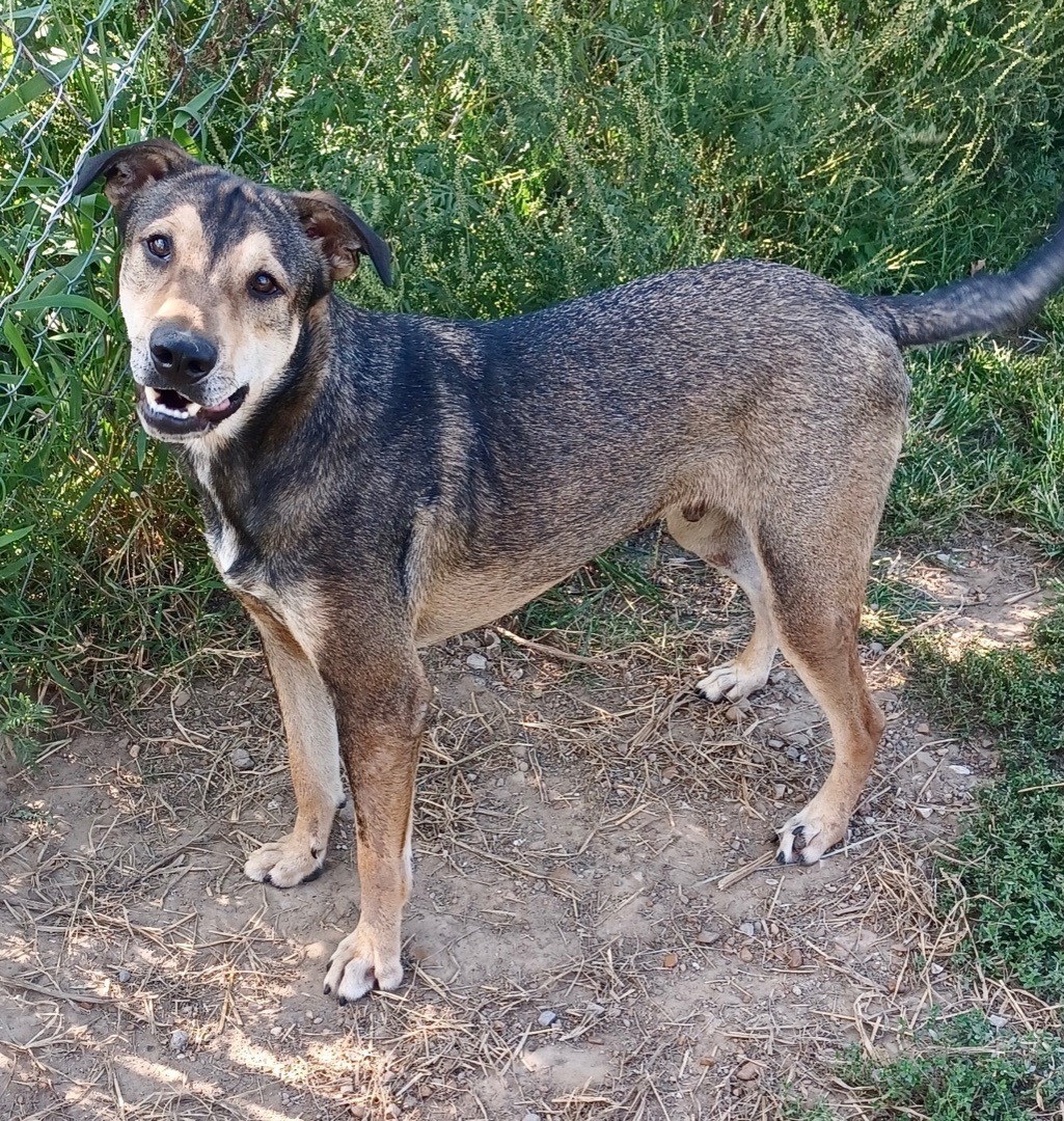 Enlarge Jackson Brown, a Adoptable mixed breed in Newport, AR image 3/6