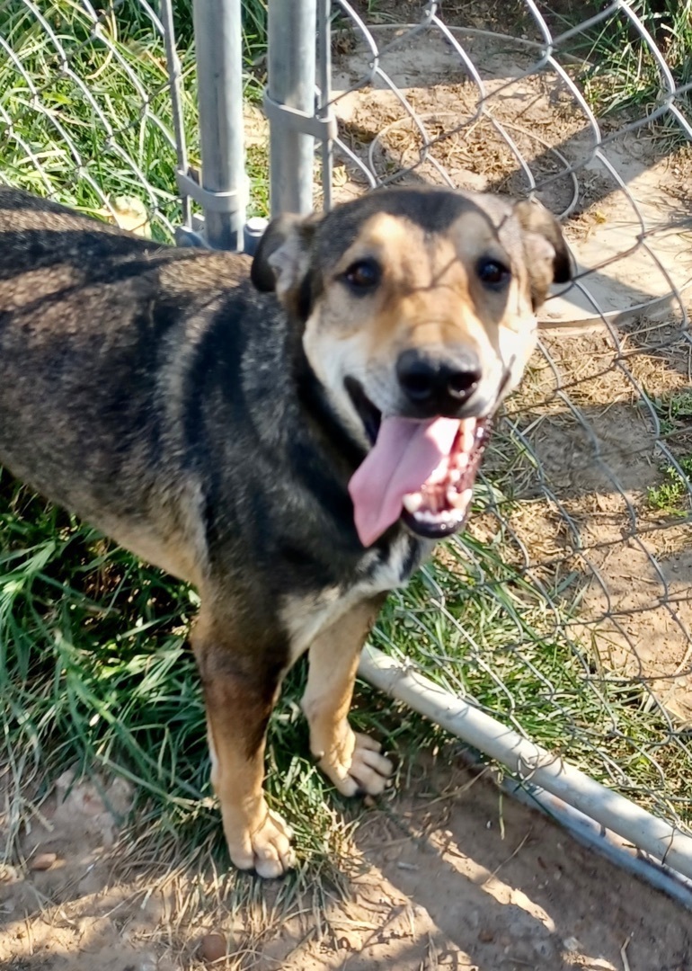 Enlarge Jackson Brown, a Adoptable mixed breed in Newport, AR image 4/6