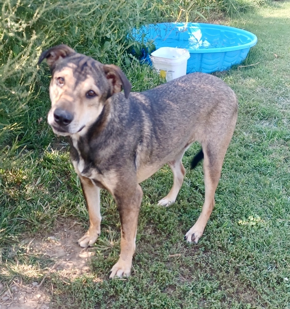 Enlarge Jackson Brown, a Adoptable mixed breed in Newport, AR image 5/6