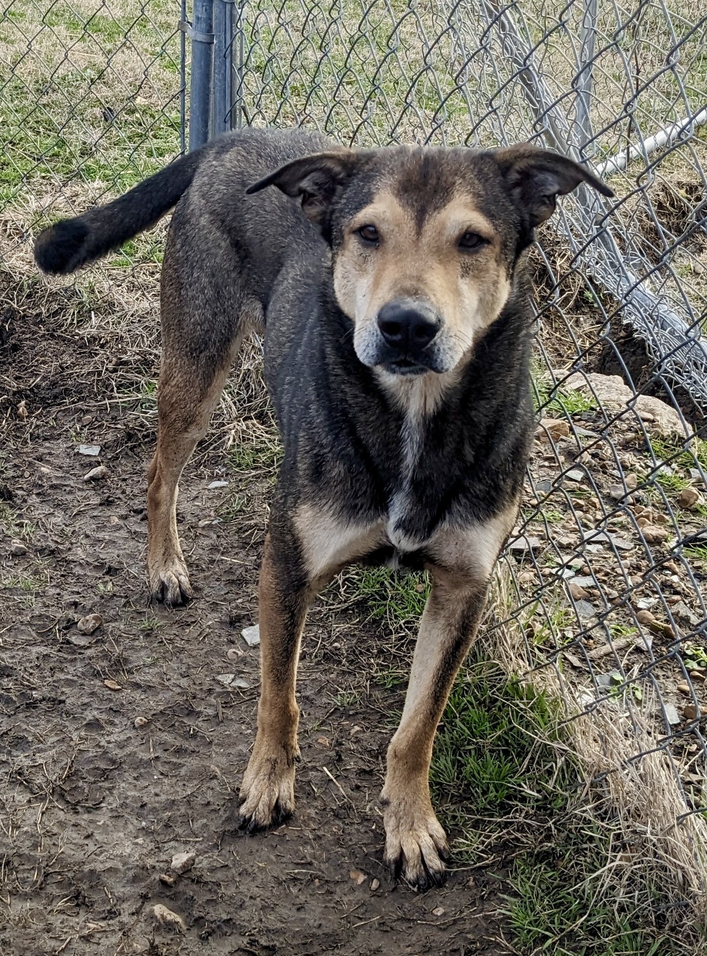 Enlarge Jackson Brown, a Adoptable mixed breed in Newport, AR image 6/6