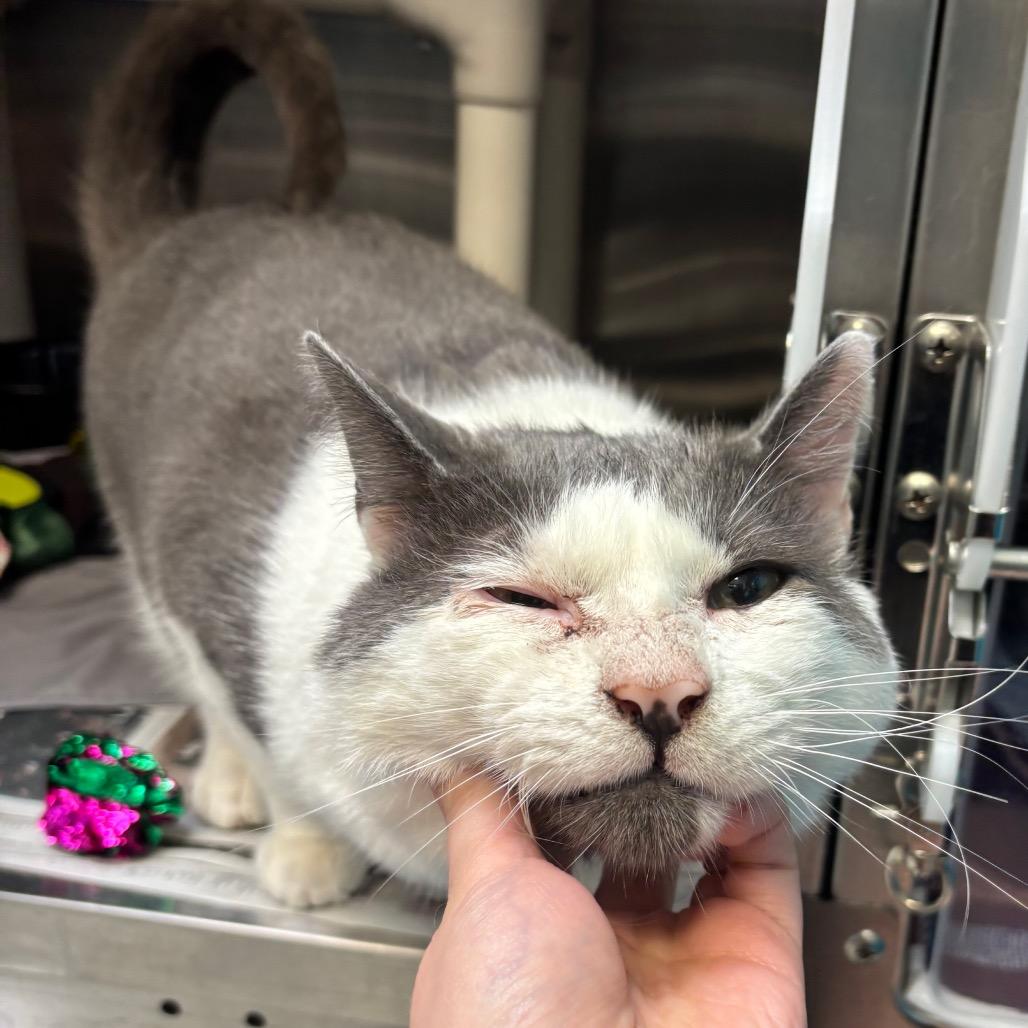 Habanero, Adoptable, Adult Male Domestic Short Hair.