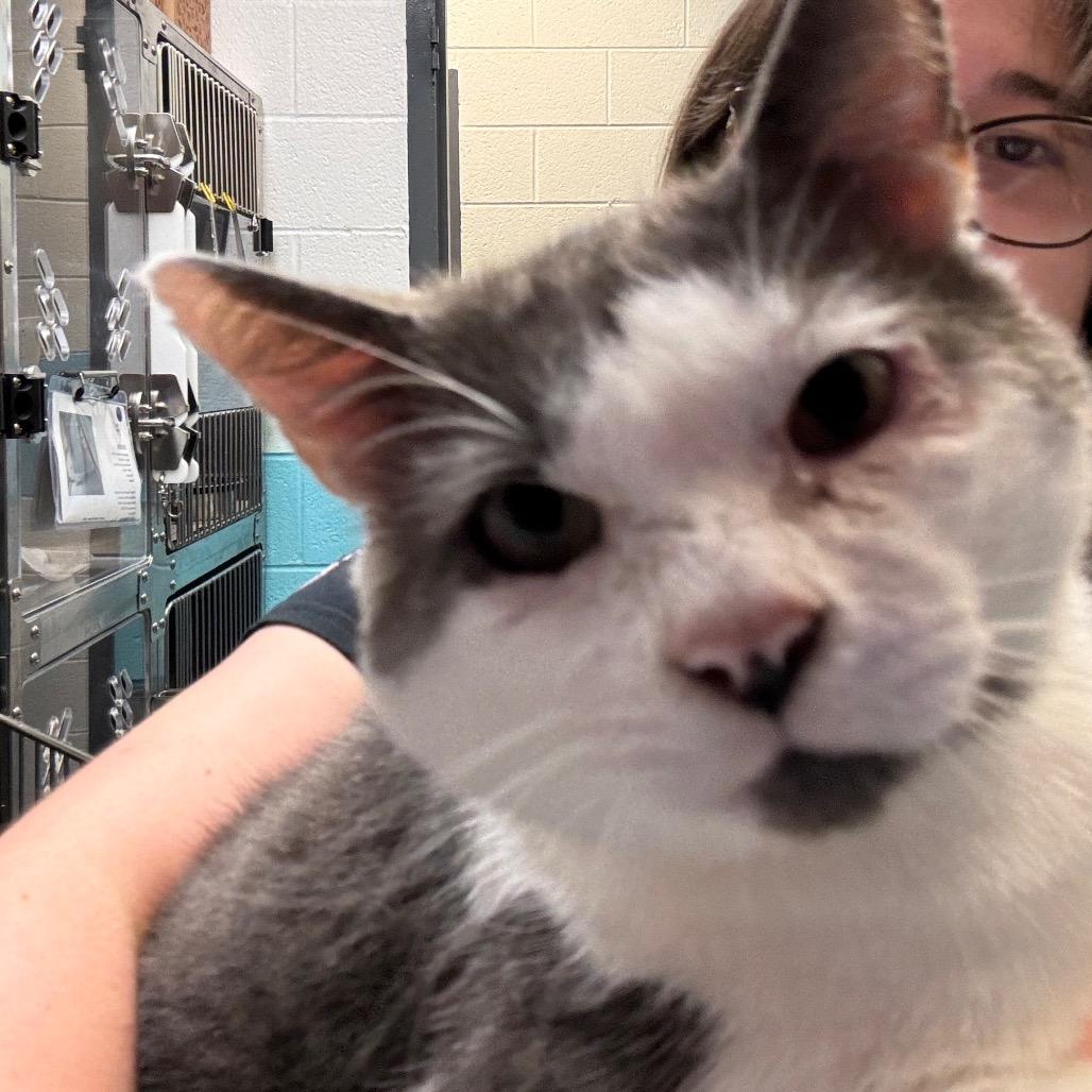 Enlarge Habanero, a Adoptable Domestic Short Hair in Philadelphia, PA image 2/5