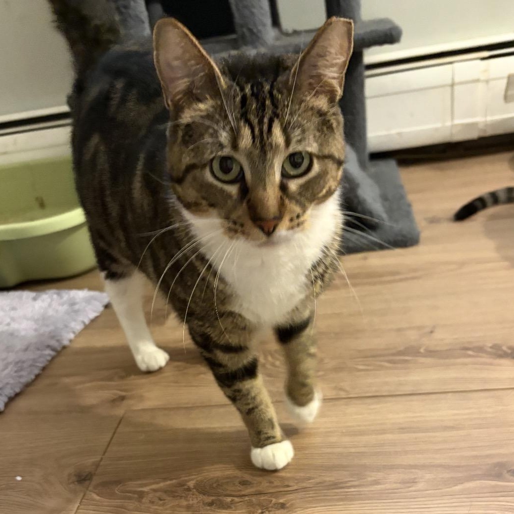 Eunice, a ADOPTABLE Tabby in Wanaque, NJ image 1/2